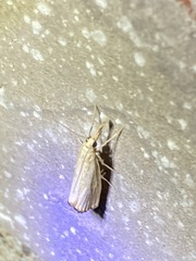 Agriphila straminella