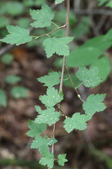 Ribes maximoviczianum