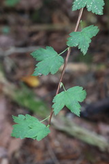 Ribes maximoviczianum