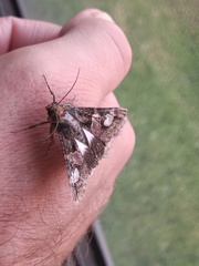 Melipotis famelica