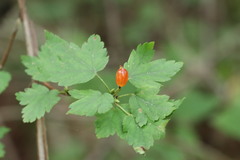 Ribes maximoviczianum