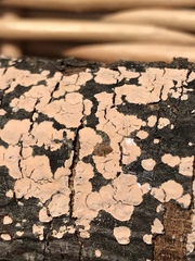 Corticium roseum