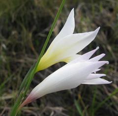 Gladiolus trichonemifolius