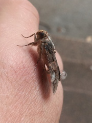 Melipotis famelica
