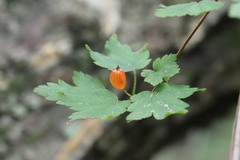 Ribes maximoviczianum