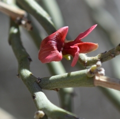 Indigofera nudicaulis