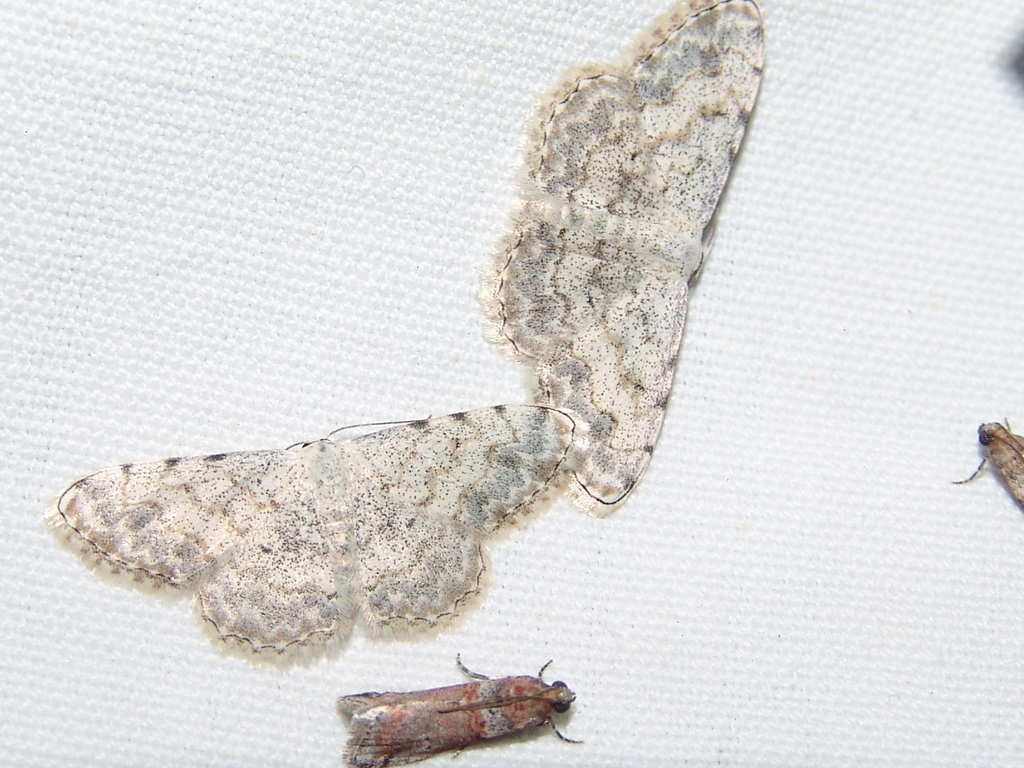 Scopula submutata