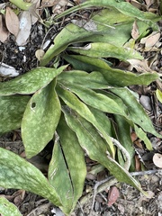 Sansevieria concinna
