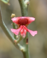 Indigofera nudicaulis