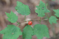 Ribes maximoviczianum