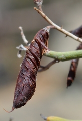 Indigofera nudicaulis