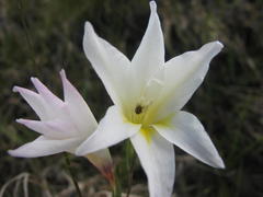 Gladiolus trichonemifolius