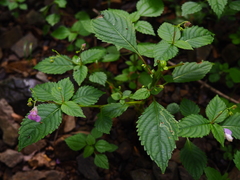 Impatiens furcillata
