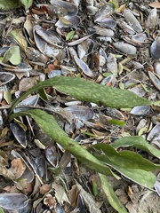 Sansevieria concinna