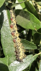 Hemileuca nevadensis