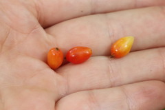 Ribes maximoviczianum