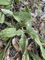 Sansevieria concinna