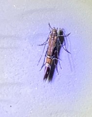 Cosmopterix pulchrimella