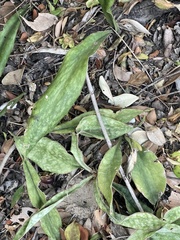 Sansevieria concinna