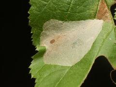 Phyllonorycter coryli