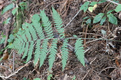 Dryopteris goeringiana