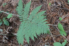 Dryopteris goeringiana