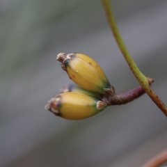 Cassytha glabella dispar