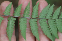 Dryopteris goeringiana