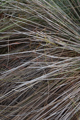 Cassytha glabella dispar