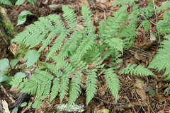 Dryopteris goeringiana