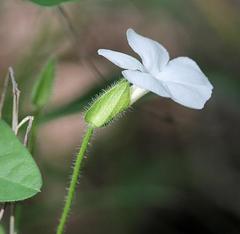 Thunbergia neglecta