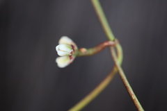 Cassytha glabella dispar