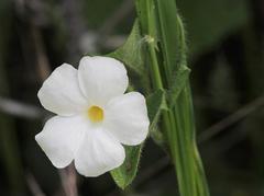 Thunbergia neglecta