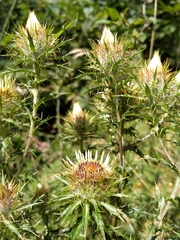 Carlina vulgaris spinosa