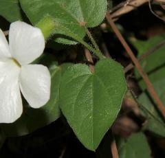 Thunbergia neglecta