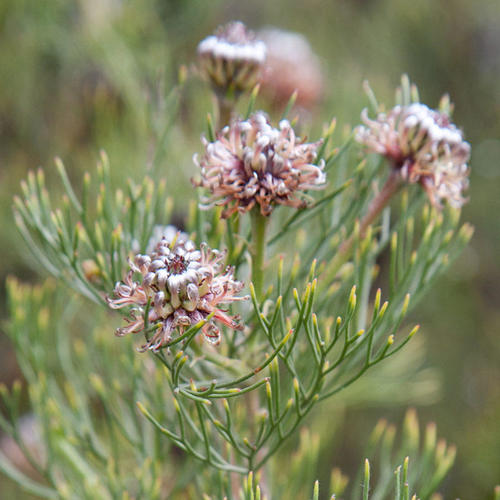 Serruria fucifolia Knight