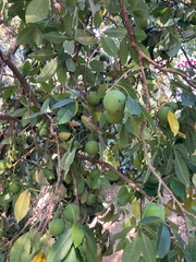 Casimiroa