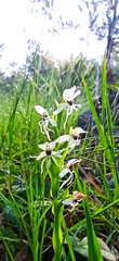 Habenaria entomantha