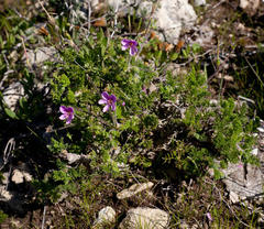Pelargonium hirtum