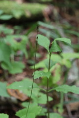 Phryma