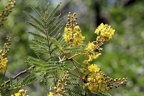 Weeping wattle (Flora of Lapalala Wilderness) · iNaturalist