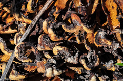 Aloe microstigma microstigma