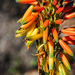 Cape Speckled Aloe - Photo (c) magriet b, some rights reserved (CC BY-SA), uploaded by magriet b