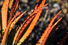 Aloe microstigma microstigma