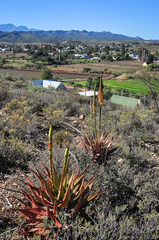 Aloe microstigma microstigma