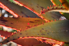Aloe microstigma microstigma