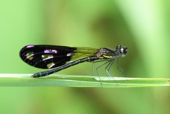 Aristocypha fenestrella