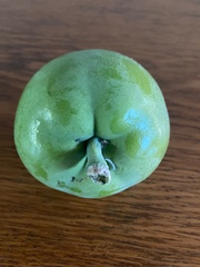 Casimiroa
