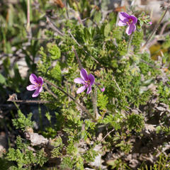 Pelargonium hirtum