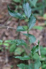Euonymus verrucosus